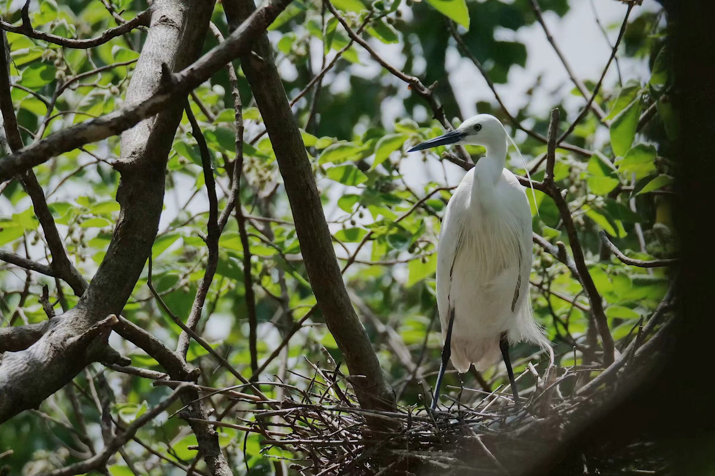 15vip太阳集团官网内的小白鹭